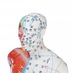 Model akupunkturowy człowieka - 85 cm