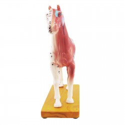Model akupunkturowy konia - 27 cm