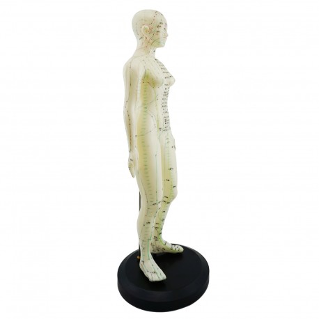 Model akupunkturowy człowieka - 45 cm