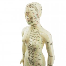 Model akupunkturowy człowieka - 45 cm