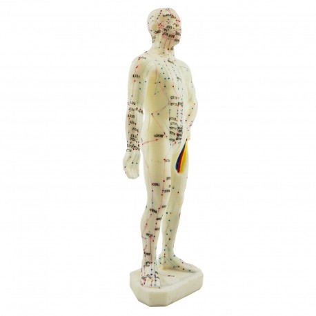 Model akupunkturowy człowieka - 28 cm