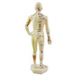 Model akupunkturowy człowieka - 28 cm