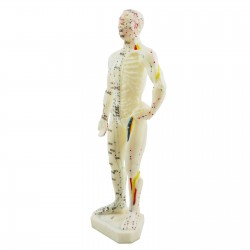 Model akupunkturowy człowieka - 28 cm