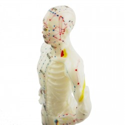 Model akupunkturowy człowieka - 28 cm