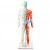 Model akupunkturowy człowieka - 85 cm