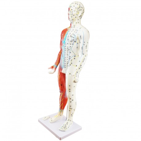 Model akupunkturowy człowieka - 85 cm