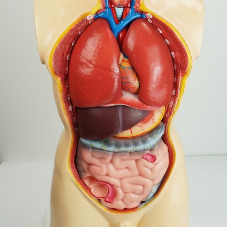 Narządy wewnętrzne - model anatomiczny - 85 cm