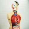 Narządy wewnętrzne - model anatomiczny - 85 cm