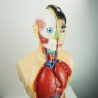 Narządy wewnętrzne - model anatomiczny - 85 cm