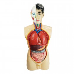 Narządy wewnętrzne - model anatomiczny - 85 cm
