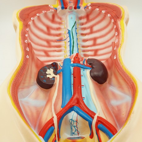 Narządy wewnętrzne - model anatomiczny - 85 cm