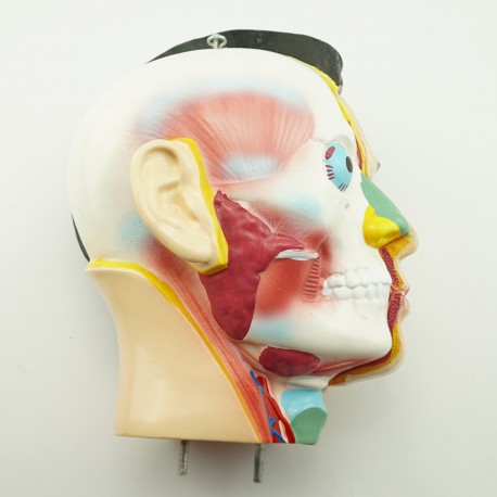 Narządy wewnętrzne - model anatomiczny - 85 cm