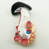 Narządy wewnętrzne - model anatomiczny - 85 cm