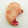 Narządy wewnętrzne - model anatomiczny - 85 cm