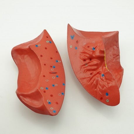 Narządy wewnętrzne - model anatomiczny - 85 cm