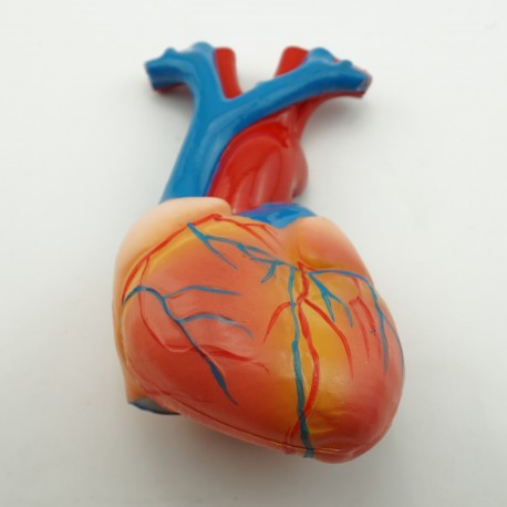 Narządy wewnętrzne - model anatomiczny - 85 cm