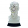 Model akupunkturowy głowy - 22 cm