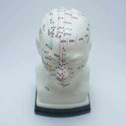 Model akupunkturowy głowy - 22 cm