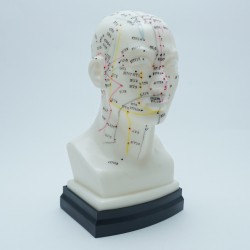 Model akupunkturowy głowy - 22 cm