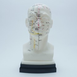 Model akupunkturowy głowy - 22 cm