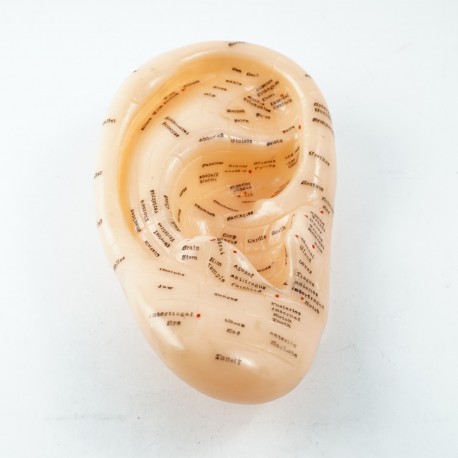 Model akupunkturowy ucha - 17 cm