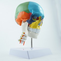 Model czaszki - 30 cm