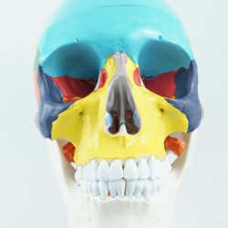 Model czaszki - 30 cm