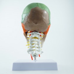 Model czaszki - 30 cm