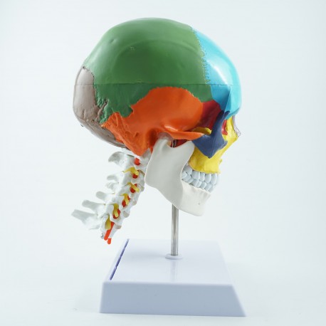 Model czaszki - 30 cm
