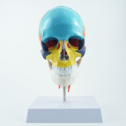 Model czaszki - 30 cm