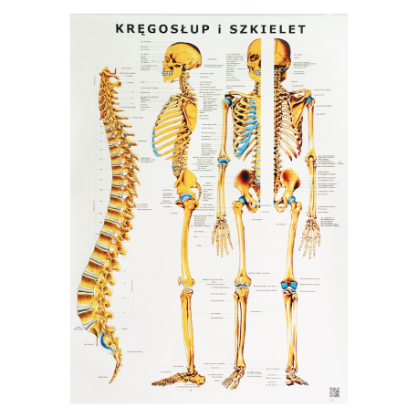 Plakat - plansza anatomiczna - kręgosłup i szkielet - 85 x 55 cm