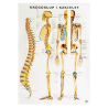 Plakat - plansza anatomiczna - kręgosłup i szkielet - 85 x 55 cm