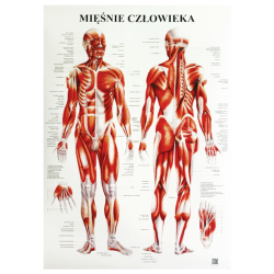 Plakat - plansza anatomiczna - mięśnie człowieka - 85 x 55 cm