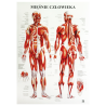 Anatomical poster - human muscles - 85 x 55 cm