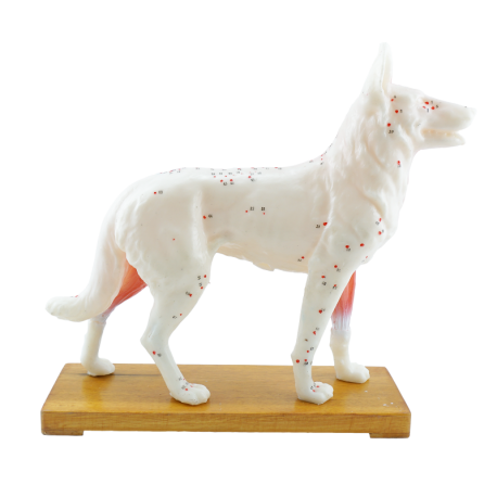Model akupunkturowy psa - 34 cm