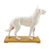 Model akupunkturowy psa - 34 cm
