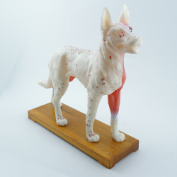 Model akupunkturowy psa -...
