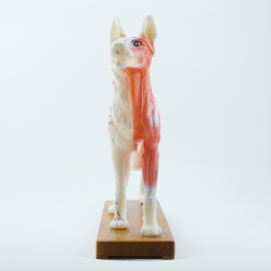 Model akupunkturowy psa - 34 cm