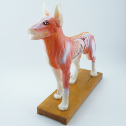 Model akupunkturowy psa - 34 cm