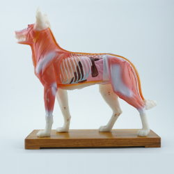 Model akupunkturowy psa - 34 cm