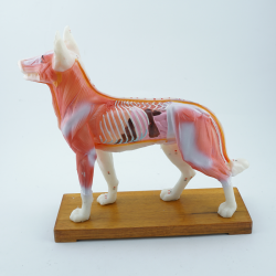 Model akupunkturowy psa - 34 cm