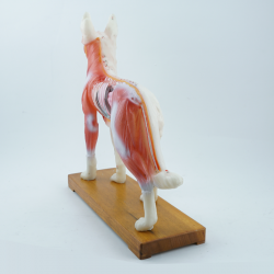 Model akupunkturowy psa - 34 cm