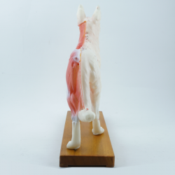 Model akupunkturowy psa - 34 cm