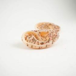 Model akupunkturowy ucha - 7,5 cm