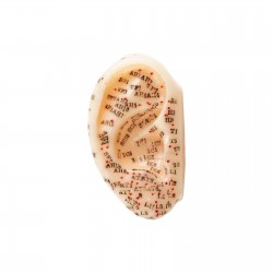 Ear acupuncture model - 7,5...