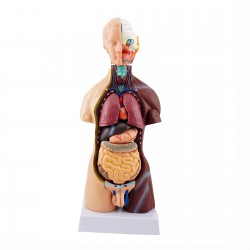 Narządy wewnętrzne - model anatomiczny - 48 cm