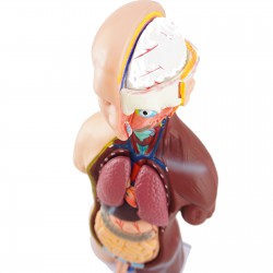 Narządy wewnętrzne - model anatomiczny - 48 cm