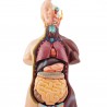 Internal organs - anatomic model - 48 cm