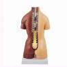 Internal organs - anatomic model - 48 cm