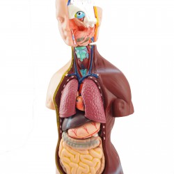 Narządy wewnętrzne - model anatomiczny - 48 cm